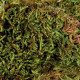 Substrate Trixie 200 gr Moss