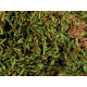 Substrate Trixie 200 gr Moss