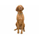 Dog collar Trixie BE NORDIC Sand L L/XL 55 cm