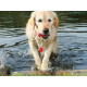 Dog toy Trixie 22 cm