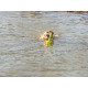 Dog toy Trixie 29 cm