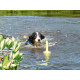 Dog toy Trixie 29 cm