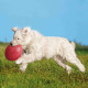 Frisbee Trixie Natural rubber Ø 24 cm
