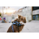 Harness tags Julius K9 HONEY XS
