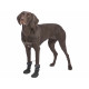Leg protection walker Trixie Black L