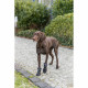 Andador de protección de patas Trixie Negro S/M Andador de protección de patas Trixie Negro S/M