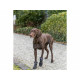 Andador de protección de patas Trixie Negro S/M Andador de protección de patas Trixie Negro S/M