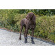 Andador de protección de patas Trixie Negro S/M Andador de protección de patas Trixie Negro S/M