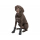 Andador de protección de patas Trixie Negro S Andador de protección de patas Trixie Negro S