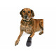 Botas Trixie Walker Care Negro XXL Botas Trixie Walker Care Negro XXL