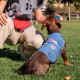 Chaqueta para Perro Minnie Mouse Azul M