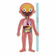 Puzzle Apli 19438 35 x 75 x 24 cm Cuerpo humano 240 Piezas