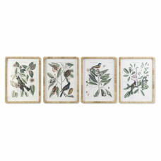 Cuadro DKD Home Decor 50 x 2,5 x 65 cm Shabby Chic Plantas botánicas (4 Piezas)
