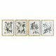 Cuadro DKD Home Decor 50 x 2,5 x 65 cm Shabby Chic Plantas botánicas (4 Piezas)