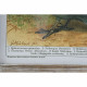 Cuadro DKD Home Decor 45 x 2 x 65 cm Pájaros Cottage (4 Piezas)