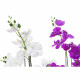 Flores Decorativas DKD Home Decor 44 x 27 x 77 cm Lila Blanco Verde Orquídea (2 Unidades)
