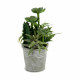 Planta Decorativa Ibergarden XD18-1182A-B Plástico Cemento 15 x 24 x 15 cm (12 Unidades)