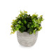 Decorative Plant Ibergarden QY-H021 Plastic Flowers 20 x 20,5 x 20 cm (8 Units)