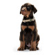 Collar para Perro Hunter Basic Alu-Strong Rojo Talla L (45-65 cm)