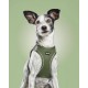 Dog Harness Gloria 41,4-43 cm Green S 29,4-32,6 cm