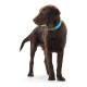 Collar para Perro Hunter Convenience Turquesa