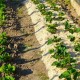 Abono orgánico Naturen UAB Cáñamo 100 L