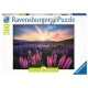 Puzzle Ravensburger 17492 Lupines 500 Piezas