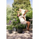 Plant pot Elho Black Anthracite 25 x 24,5 x 18 cm