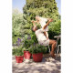Plant pot Elho rouge 25 x 24,5 x 18 cm
