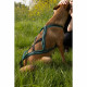 Arnés para Perro Olympia XXS