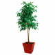 Maceta EDA   Plástico 39 cm