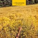 Desodorante Roll-On L'Occitane En Provence L'Occitan Homme 50 ml Roll-On