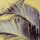 Canvas Palm tree 100 x 2,5 x 100 cm Sheets