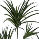 Decorative Plant Rubber polypropylene 90 X 90 X 220 CM