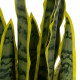 Decorative Plant Rubber polypropylene 20 x 20 x 80 cm