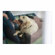 Sofá para Perro Hunter (Reacondicionado A)