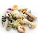 Shells Akvastabil Sea