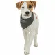 Handkerchief Trixie Dog