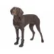 Leg protection walker Trixie Black L