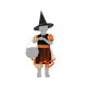 Costume for Babies Orange Witch