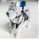 Pet Harness with Support for Sports Camera KSIX Black