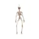 Halloween Decorations My Other Me 49 cm Skeleton