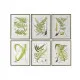 Cuadro Home ESPRIT Moderno Helecho 50 x 2,5 x 65 cm (6 Unidades)