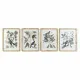 Cuadro DKD Home Decor 50 x 2,5 x 65 cm Shabby Chic Plantas botánicas (4 Piezas)