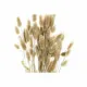 Bunch DKD Home Decor Beige Brown Dried flower (12 x 12 x 76 cm) (2 Units)