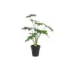 Planta Decorativa DKD Home Decor Verde PE (20 x 20 x 40 cm)