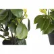 Decorative Plant DKD Home Decor Green PP PE Fig Tree (2 Units) (21 x 18 x 30 cm)