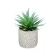 Decorative Plant Ibergarden QY-H012 Wood Plastic Cement Succulent 17 x 21 x 17 cm (8 Units)
