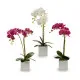 Planta Decorativa Ibergarden A18124-50-2WH Plástico Orquídea 18 x 47 x 14 cm (6 Unidades)