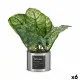 Planta Decorativa Ibergarden HY2-90 Metal Plástico Caladio 26 x 26 x 26 cm (6 Unidades)